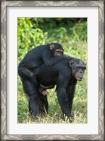 Framed Female chimpanzee (Pan troglodytes) carrying its young one on back, Kibale National Park, Uganda