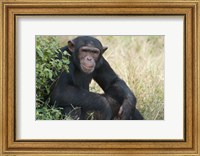 Framed Chimpanzee (Pan troglodytes) in a forest, Kibale National Park, Uganda