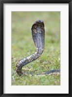 Framed Egyptian cobra rearing up, Lake Victoria, Uganda