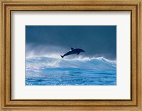 Framed Common dolphin breaching in the sea