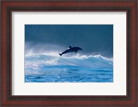 Framed Common dolphin breaching in the sea