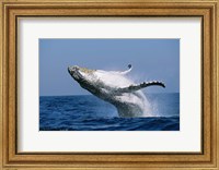 Framed Humpback whale (Megaptera novaeangliae) breaching in the sea