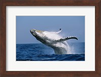 Framed Humpback whale (Megaptera novaeangliae) breaching in the sea