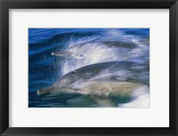 Framed Common dolphins breaching in the sea