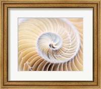 Framed Close up of shell