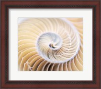 Framed Close up of shell