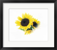 Framed Close Up Of Sunflower Head
