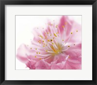 Framed Pink Flower