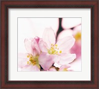 Framed Close up of cherry blossom
