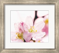 Framed Close up of cherry blossom
