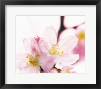 Framed Close up of cherry blossom