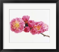 Framed Close up of a Cherry blossom