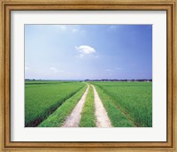 Framed Rural road between crop fields