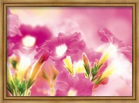 Framed Pink flowers