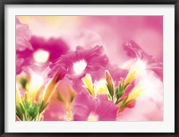 Framed Pink flowers