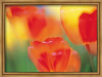 Framed Tulip Flowers