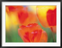 Framed Tulip Flowers