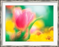 Framed Flowers