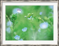 Framed Wildflowers