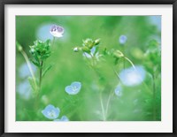 Framed Wildflowers