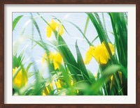 Framed Yellow flowers with grass an sky