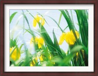 Framed Yellow flowers with grass an sky