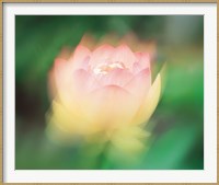 Framed Lotus, Blurred Motion