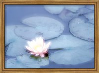 Framed Pink Flower in Pond, Lotus