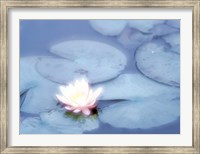 Framed Pink Flower in Pond, Lotus