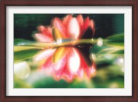 Framed Reflection of Flower in Pond, Lotus