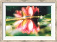 Framed Reflection of Flower in Pond, Lotus