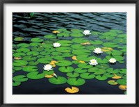 Framed Lily pads with water lily