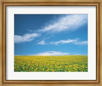 Framed Sunflowers in field