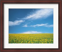 Framed Sunflowers in field