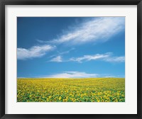 Framed Sunflowers in field