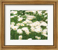 Framed Daisy flowers with blur motion