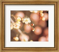 Framed Cherry blossom in selective focus