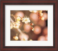 Framed Cherry blossom in selective focus