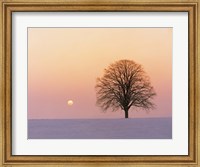 Framed Sunset view of single bare tree