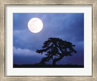 Framed Silhouetted tree with full moon in sky
