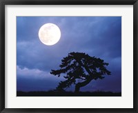 Framed Silhouetted tree with full moon in sky