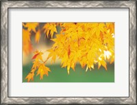 Framed Yellow Maple Leaves, Autumn