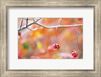 Framed Thin Tree Branch with Bud