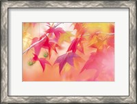 Framed Red Leaves with Backlit, Autumn