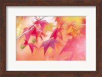 Framed Red Leaves with Backlit, Autumn