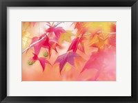 Framed Red Leaves with Backlit, Autumn