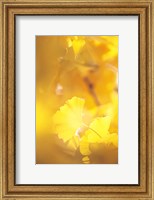 Framed Yellow Leaves, Autumn, Backlit