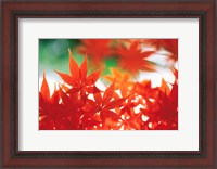 Framed Red Maple Leaves