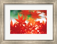 Framed Red Maple Leaves