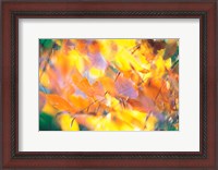 Framed Fallen Leaves on Ground with Backlit, Autumn